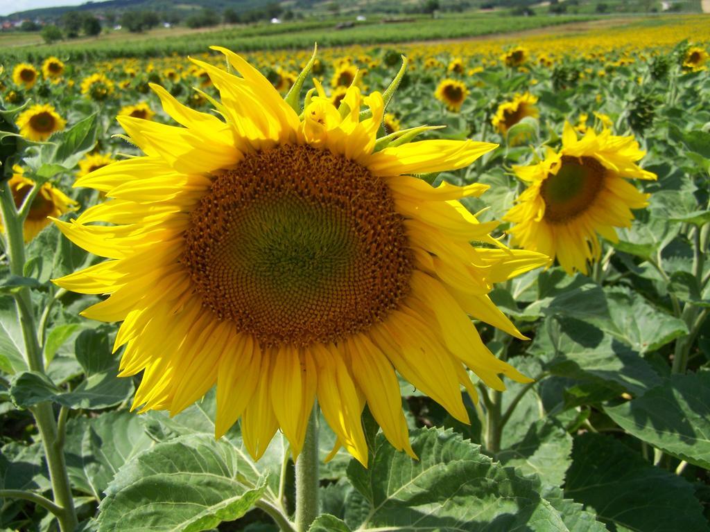 Gartenpension Fischl Mörbisch am See Dış mekan fotoğraf